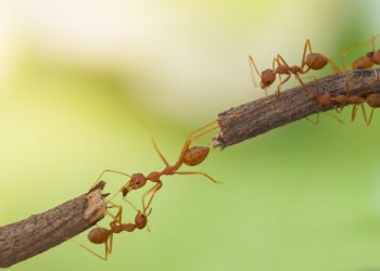 Karınca Sorununa Profesyonel Çözüm: İstanbul’da Karınca İlaçlama Hizmetleri