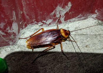 Gebze’de Haşere Sorunlarına Karşı Etkili ve Uzun Süreli İlaçlama