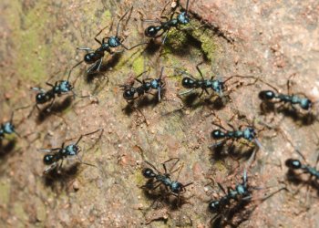 Gebze’de Karınca Sorununa Karşı Profesyonel ve Uzun Süreli İlaçlama