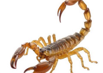 Sancaktepe’de Akrep Sorununa Karşı Profesyonel ve Kalıcı Çözüm